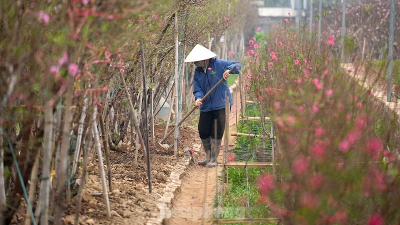 Ha Noi: Dao Nhat Tan tang gia manh, chi tien trieu van kho mua-Hinh-15