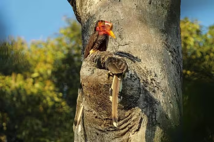 Loai chim co sung quy hon ca nga voi, menh danh 'khung long bay'-Hinh-3