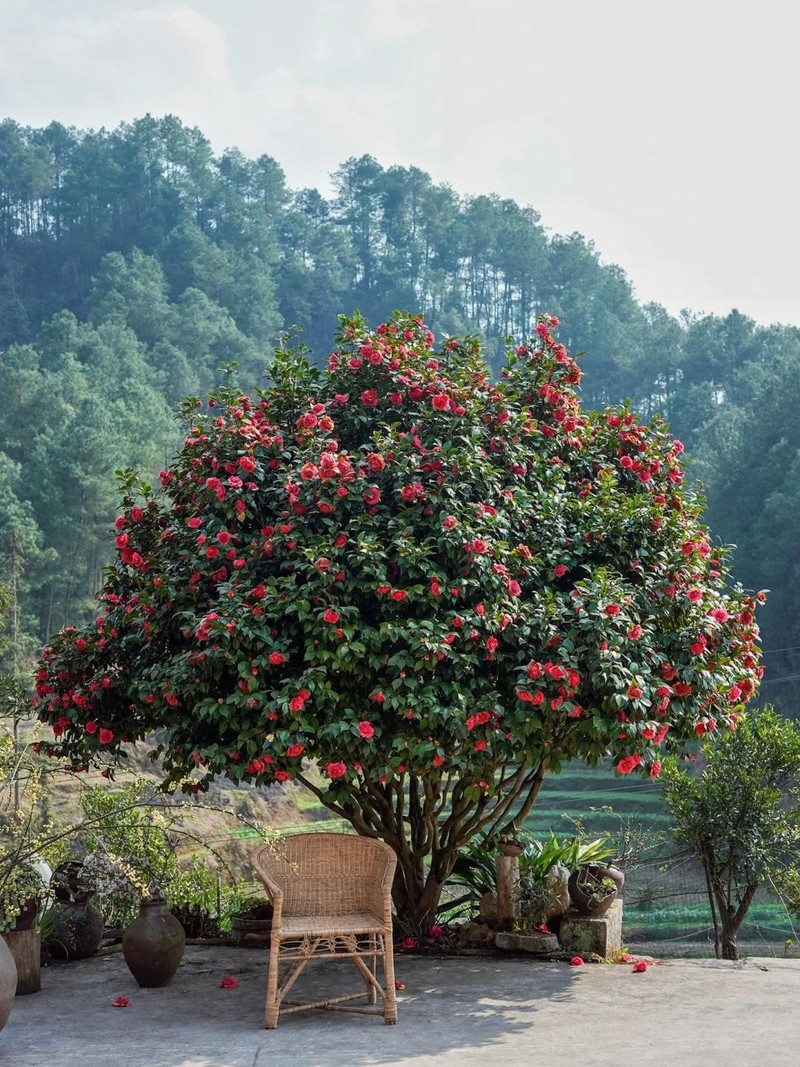 Loai cay nap phuc, chieu tai, mang lai thinh vuong cho gia chu-Hinh-9