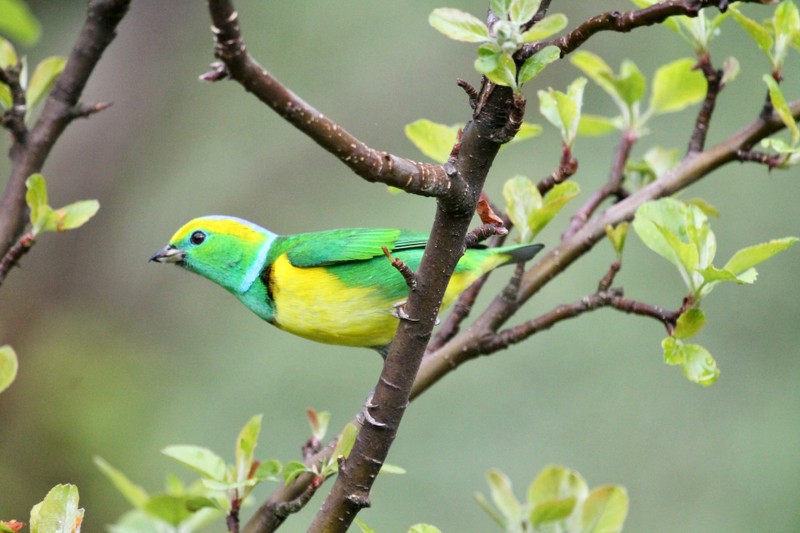 Tiet Xuan phan 2025: Nen lam gi de cau tai, cau phuc-Hinh-2