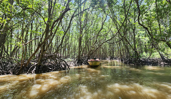 Nai la xuat hien o Can Gio dem trang sang... nhu 