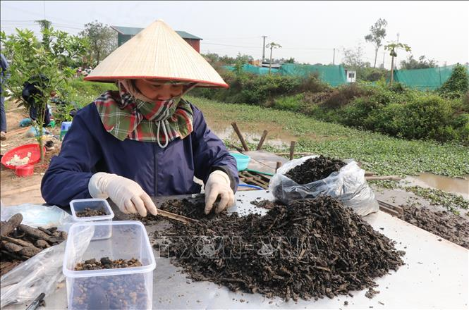 Khai quat hai chiec thuyen co co ket cau doc dao tai Bac Ninh-Hinh-7