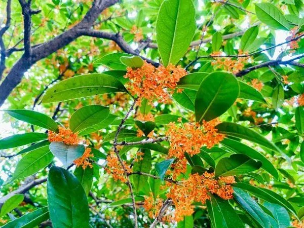 Trong 4 cay 'kim ngoc man duong' trong san: Phuc lanh tu nhien den-Hinh-5