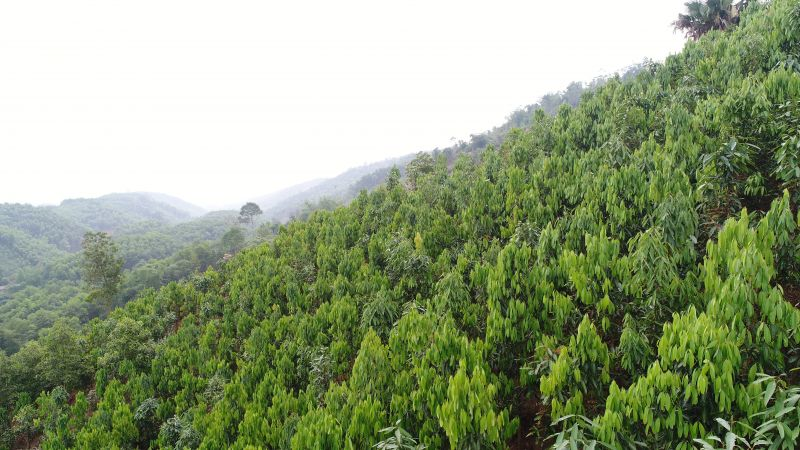 Loài cây 'vàng xanh' của Việt Nam, cả thế giới khao khát - Hình 2 Loai cay 'vang xanh' cua Viet Nam, ca the gioi khao khat-Hinh-2