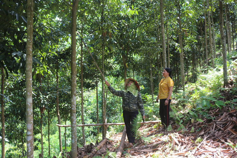 Loài cây 'vàng xanh' của Việt Nam, cả thế giới khao khát - Hình 3 Loai cay 'vang xanh' cua Viet Nam, ca the gioi khao khat-Hinh-3