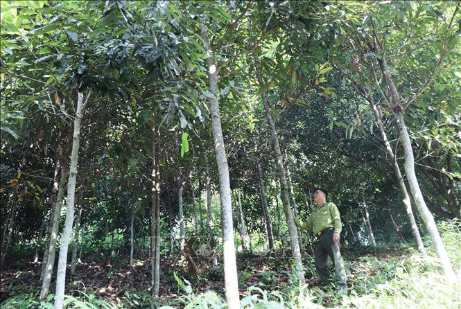Loài cây 'vàng xanh' của Việt Nam, cả thế giới khao khát - Hình 4 Loai cay 'vang xanh' cua Viet Nam, ca the gioi khao khat-Hinh-4