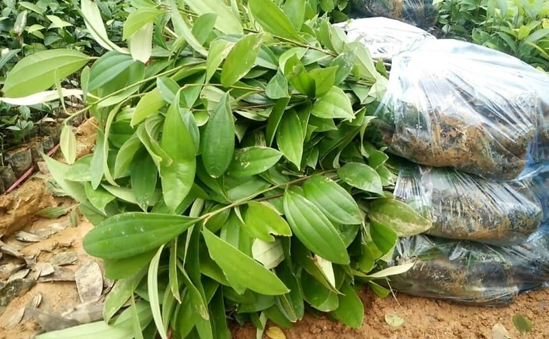 Loài cây 'vàng xanh' của Việt Nam, cả thế giới khao khát - Hình 5 Loai cay 'vang xanh' cua Viet Nam, ca the gioi khao khat-Hinh-5
