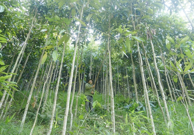 Loài cây 'vàng xanh' của Việt Nam, cả thế giới khao khát Loai cay 'vang xanh' cua Viet Nam, ca the gioi khao khat