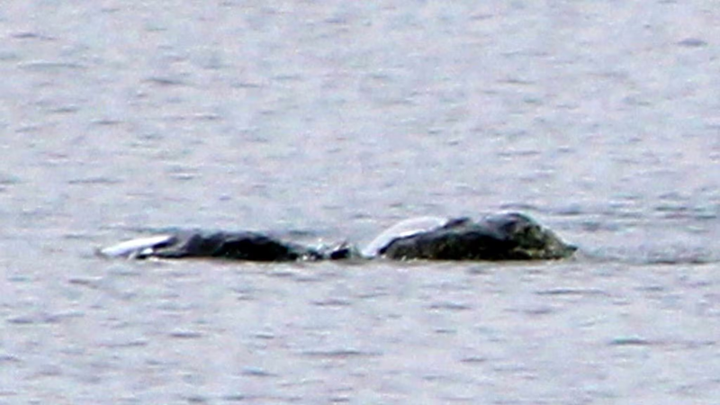 Di dao bat ngo dung trung thu bi an, nghi quai vat ho Loch Ness