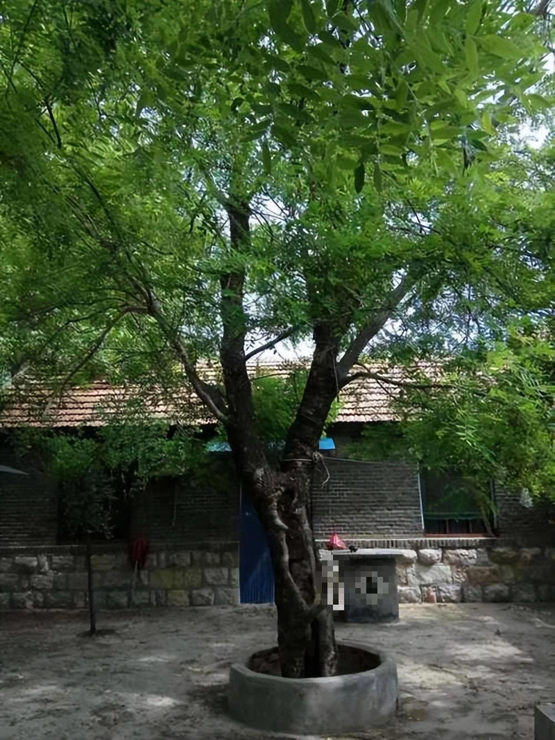 6 cay am vao nha, gia dinh khong ngheo cung kho-Hinh-18