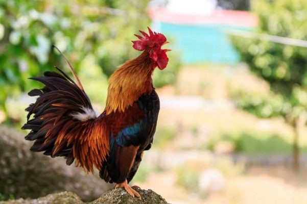 Tuan toi, 3 tuoi vo bam loc Troi, tai van ruc ro hiem co-Hinh-6