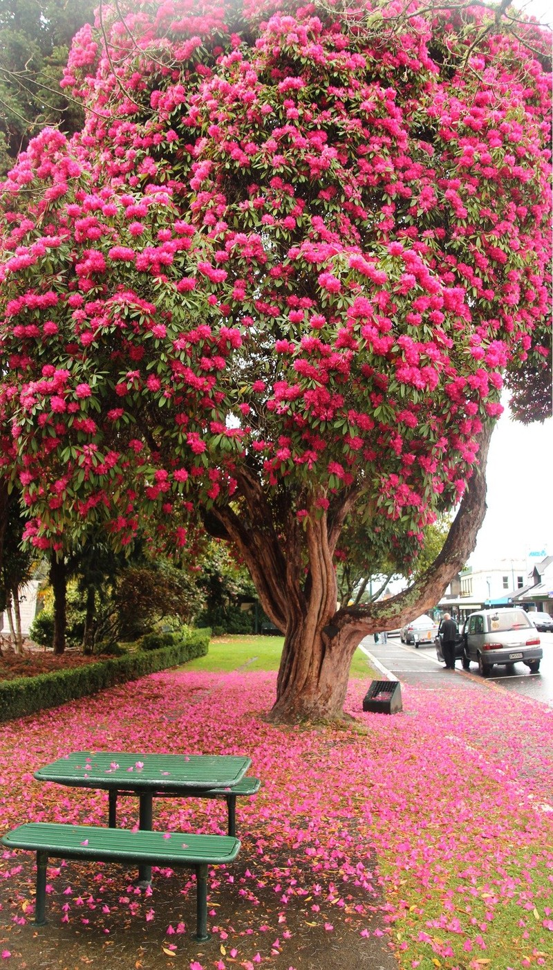 Ngam cay canh tien hoa dien giai het y nghia cuoc song-Hinh-14