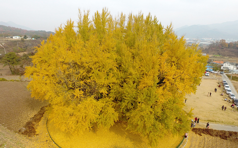 San trong 3 cay 'co vat song', nha thinh vuong ba doi-Hinh-18