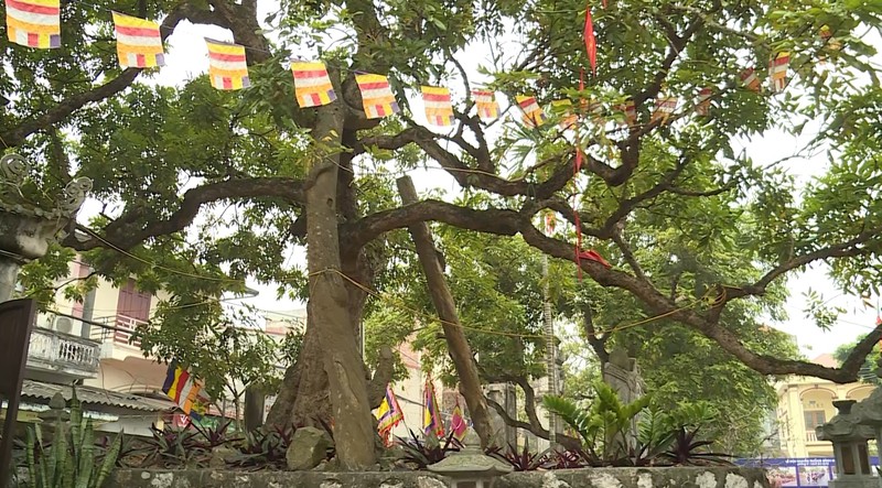 Chùa Hiến - nơi linh thiêng huyền bí giữa lòng Phố Hiến - Hình 3 Chua Hien - noi linh thieng huyen bi giua long Pho Hien-Hinh-3