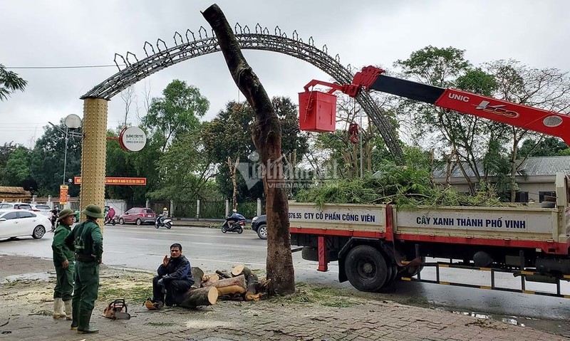 Hang loat cay xanh o “trai tim thanh Vinh” bi don ha lam pho di bo-Hinh-9