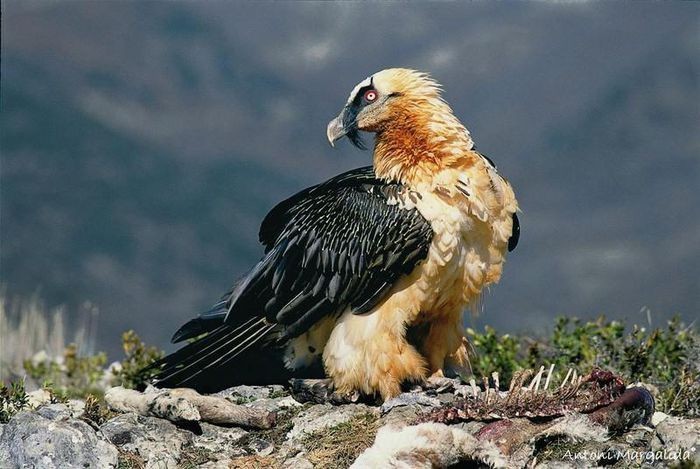 La lung loai chim khong lo, co ca chom rau duoi cam-Hinh-21