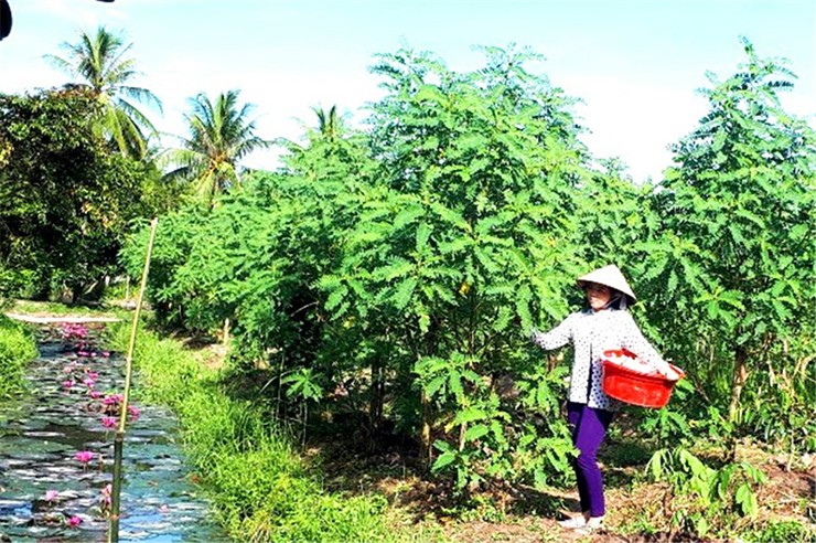 Cay dai xua lam hang rao, gio thanh 