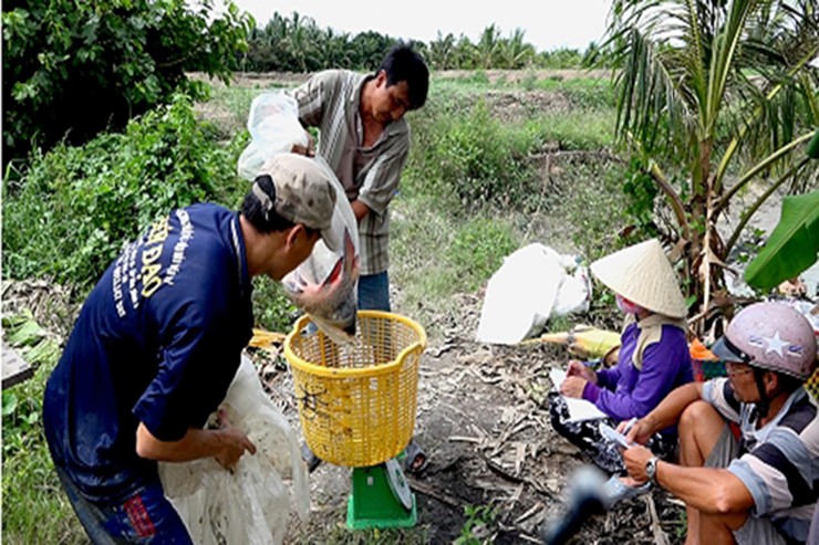 Loai ca dac san quy hiem o Viet Nam 