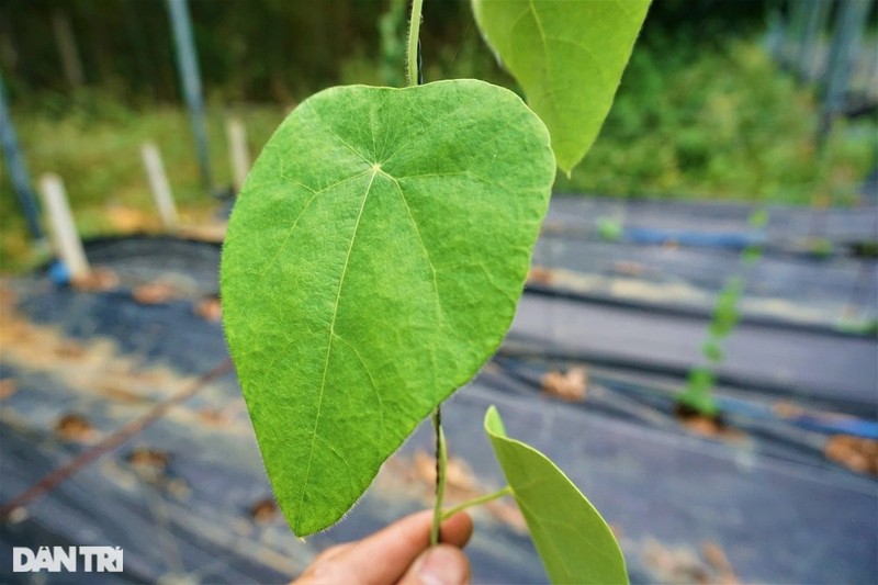 Thu tien ty nho trong loai cay cang nang nong cang 'hai ra tien'-Hinh-3