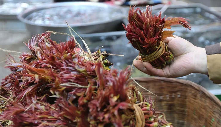 Loai cay o Viet Nam moc dai co doc, o nuoc ngoai ban 600.000/kg