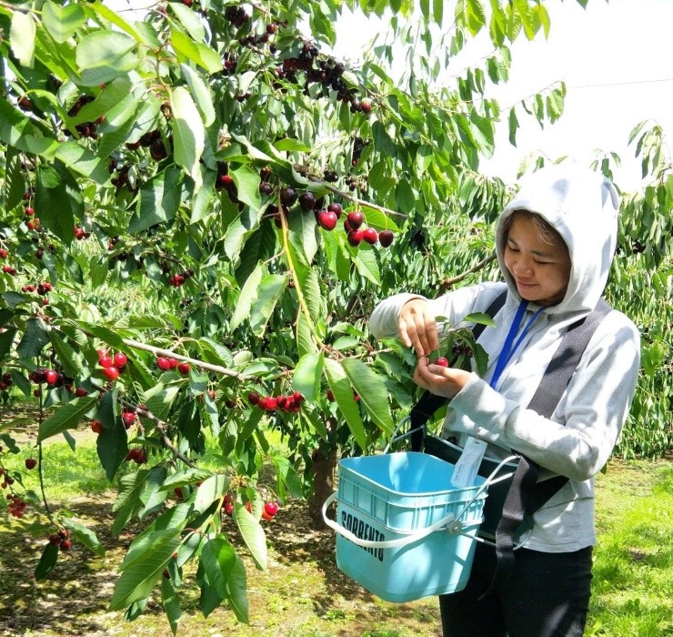 Loai qua re nhu rau o nuoc ngoai ve Viet Nam thanh thu 