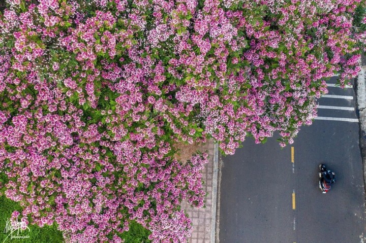 Da Lat mua he van 'dep rung roi' boi mau sac cua hoa phuong hong