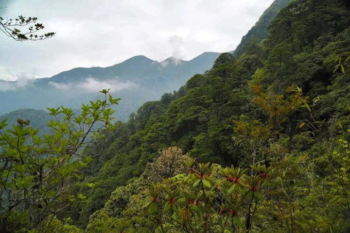 Bi an ve loai cho rung Trung Quoc, duoc so sanh la manh hon ho bao