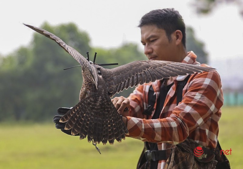 Thu choi dai bang, chim ung sat thu ton kem cua 9X Ha Noi-Hinh-6