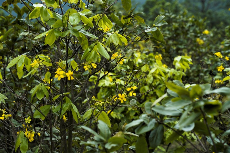 Nong dan 'thu phu' mai vang Ha Tinh lo that thu vi hoa no som