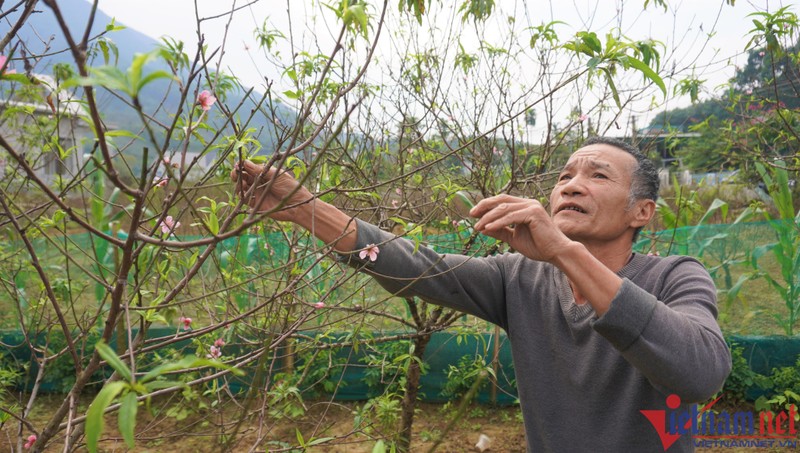 Hon mot thang nua moi Tet, hoa dao da bung no-Hinh-2