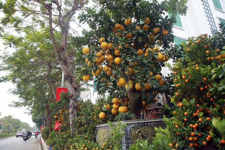 Ha Noi: Tra 90 trieu mot goc buoi co de choi Tet Quy Mao-Hinh-3