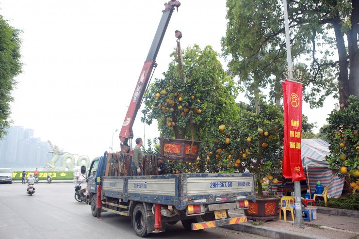 Ha Noi: Tra 90 trieu mot goc buoi co de choi Tet Quy Mao-Hinh-7