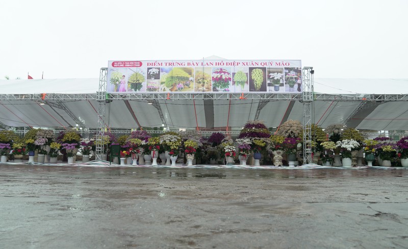 ‘Nu hoang cua cac loai lan’ xuong pho don Tet