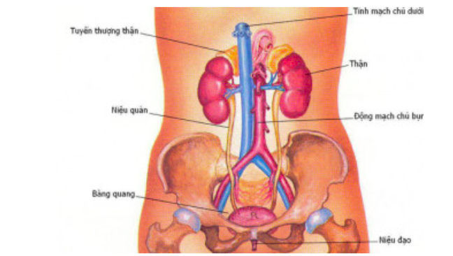 Trieu chung suy than som can dac biet chu y