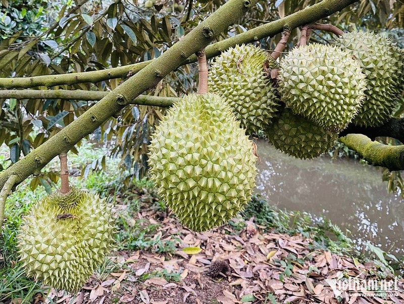 Sau rieng sot chua tung co, noi lo quay ve thoi 'buon chuyen'