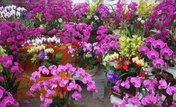 Sau Tet Nguyen dan, 5 loai hoa tai cho hoa se giam gia-Hinh-3