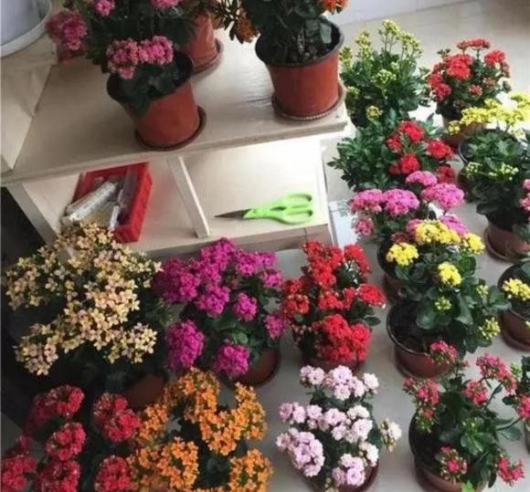 Sau Tet Nguyen dan, 5 loai hoa tai cho hoa se giam gia-Hinh-5
