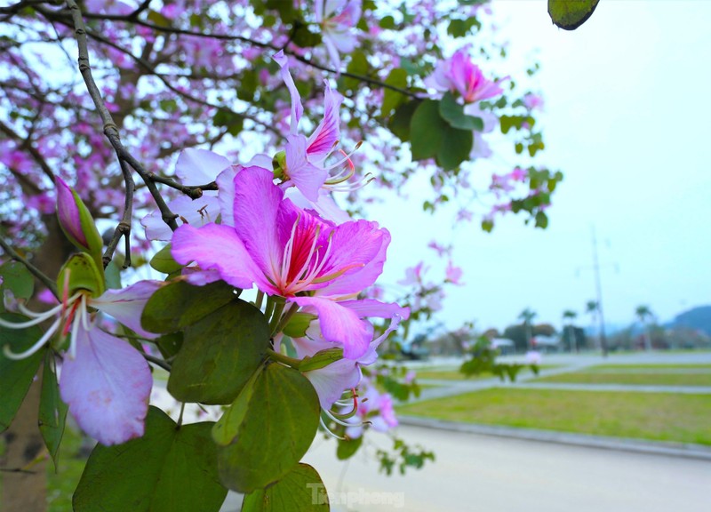 Dep nao long con duong hoa ban o Truong Bon-Hinh-6