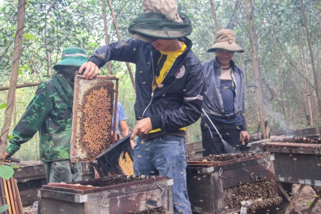 "Danh bai lat ngua" thu lai tram trieu voi nghe nuoi ong di cu-Hinh-2