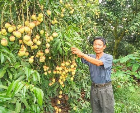 Trong 40 cay vai u trung, "hung" 100 trieu dong/vu