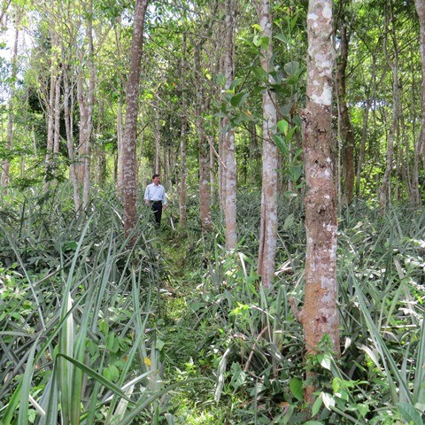 Lac vao khu rung nguyen sinh toan go quy o Quang Binh