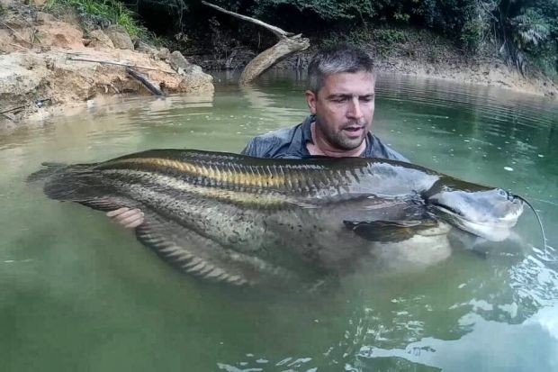 Truy lung loai ca khong lo huyen thoai o Malaysia