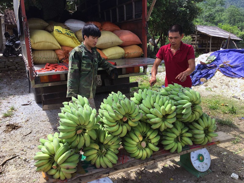 Bo nghe "oach xa lach" vao nui trong 5ha chuoi Thai Lan-Hinh-2