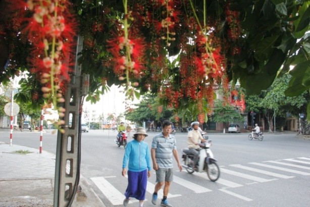 Mot goc ruc ro o “thanh pho hoa loc vung”