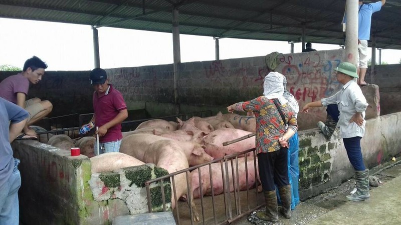 Gia lon dat 40.000 dong/kg: Thu phu lon Ha Nam "chay" lon-Hinh-3