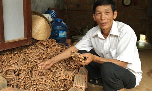 Trong cay tien ty: Nong dan Gio An thu vang tu “mo vang” nghe