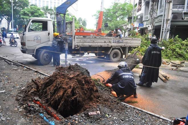 Cay xanh lien tuc bat goc o Sai Gon: Loi tai &quot;ong Troi&quot;?-Hinh-2