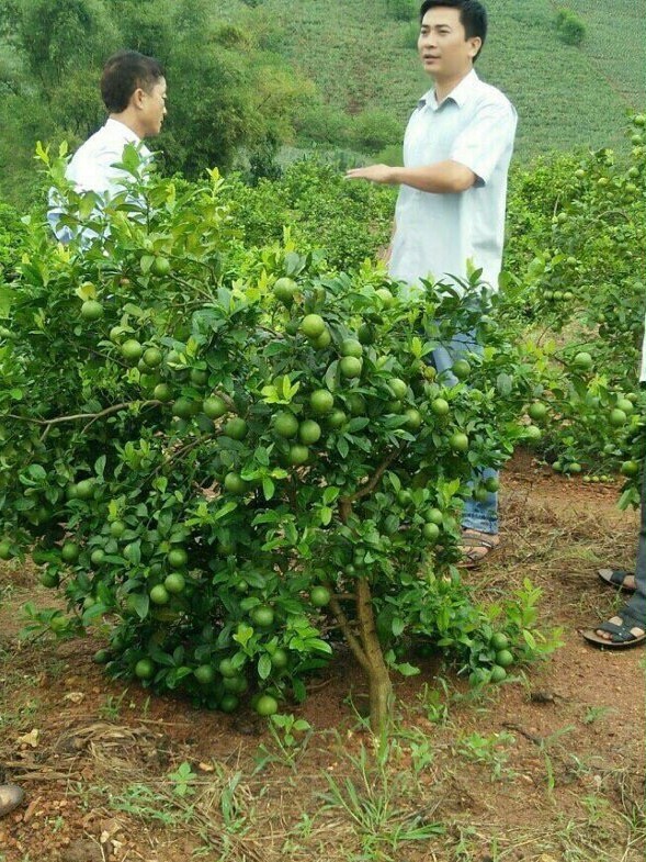 “Phu thuy” ghep mat chanh dao vao than buoi, cho ra qua trai vu