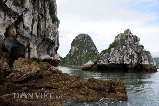 Tan mat thay cao thu san con cu ky nuc tieng o vinh Bai Tu Long-Hinh-4