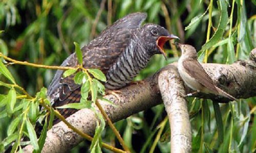 Nhung dieu it biet ve tu hu, loai duoc menh danh quy chim